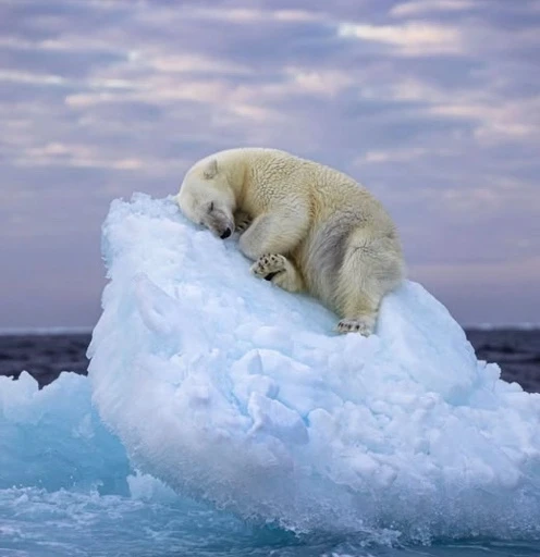 Nietzsche’s Bear logo