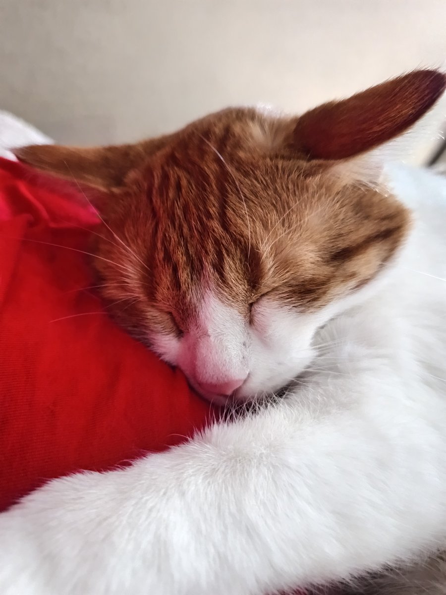 Cat saved by 4o logo