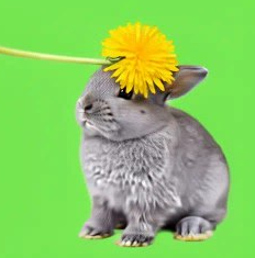 Ťukání pampeliškou logo