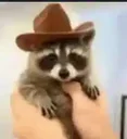Justice for Raccoon logo