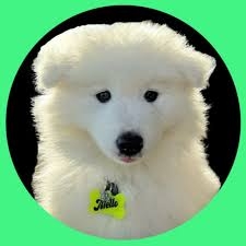 Mello The Samoyed logo