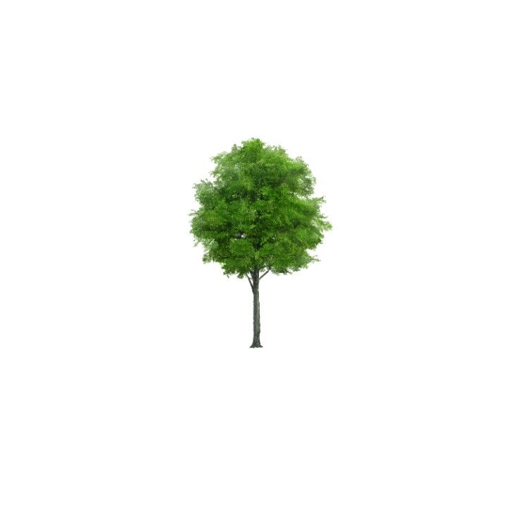 1 sol = 1 tree logo