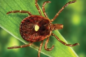 The Lonestar Tick logo