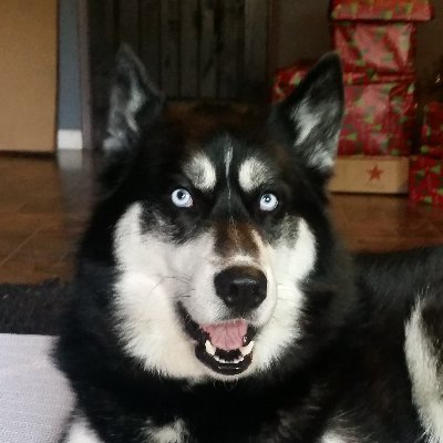 The Dog from the Future logo