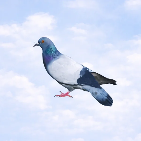 Spinning Pigeon logo