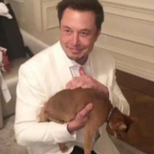 Schrödinger's Cat logo