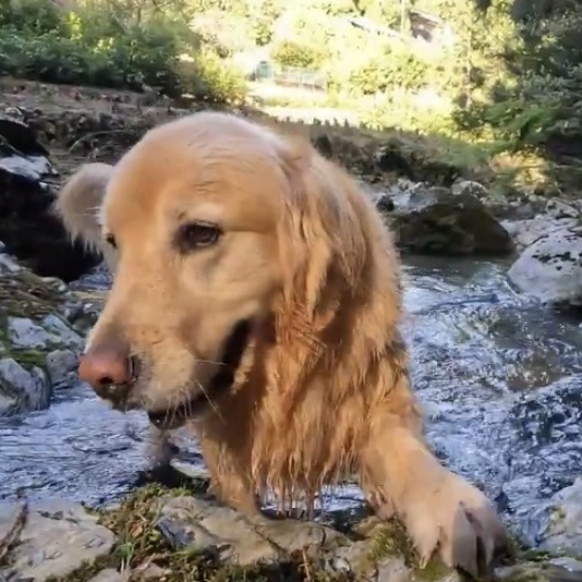 The left has no answer to this logo