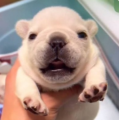 The Dancing Pibble logo