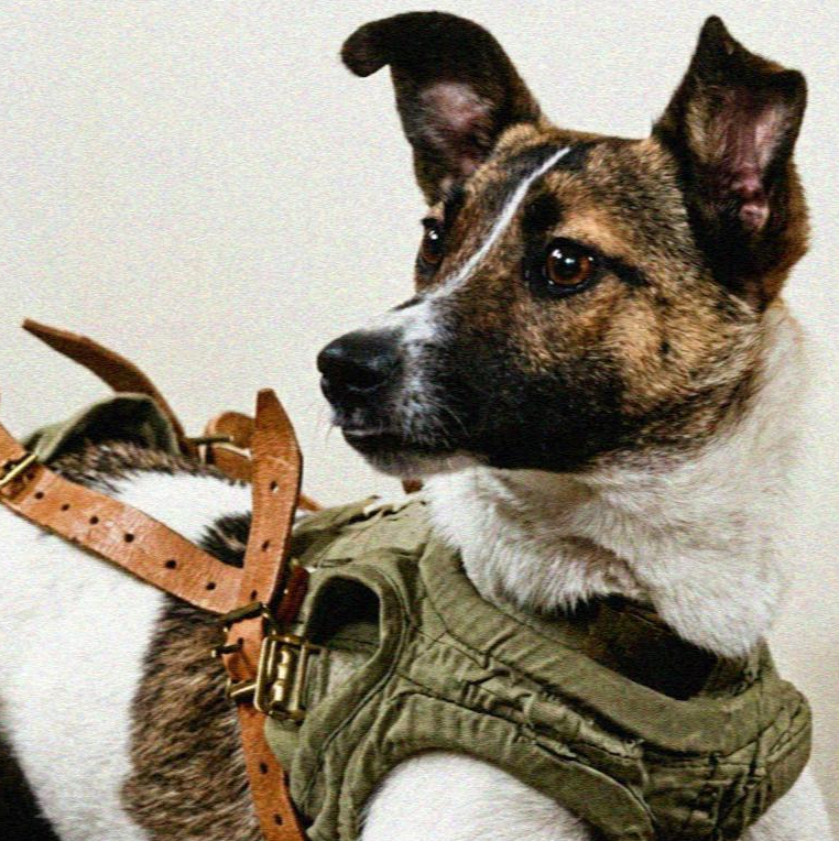 Laika The Space Dog logo