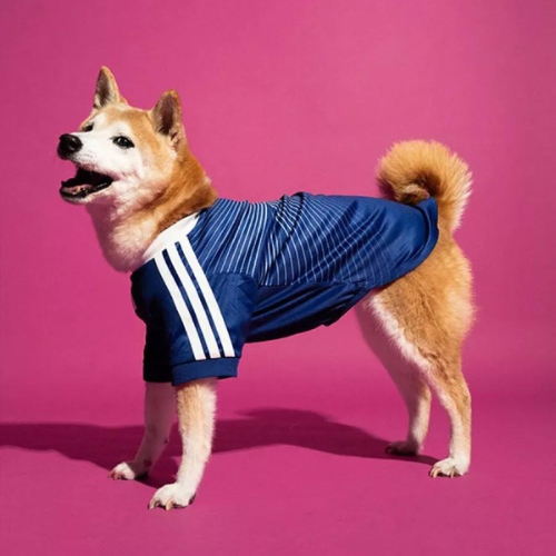 Shiba Wif Jersey logo