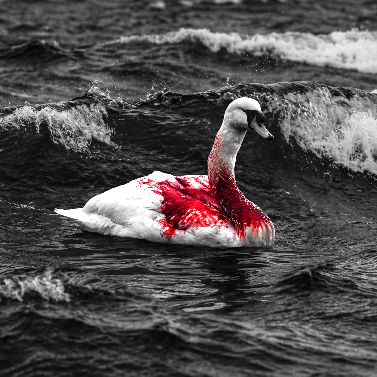 The Resilient Swan logo