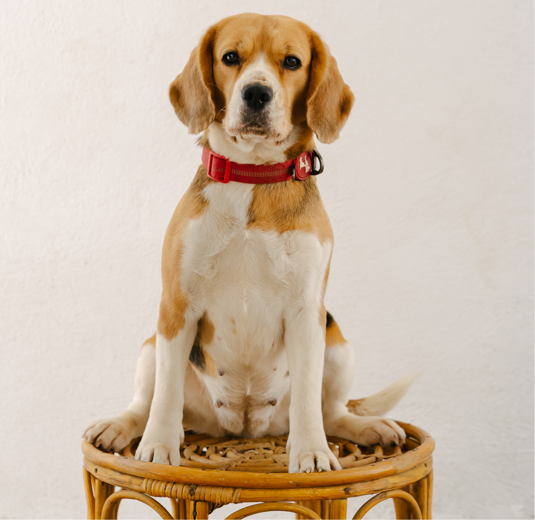 First Oncology Dogtor logo