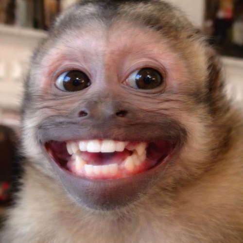 Monkey Memes logo