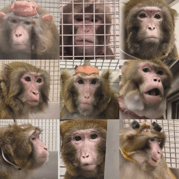 The 9 Tortured Macaques logo