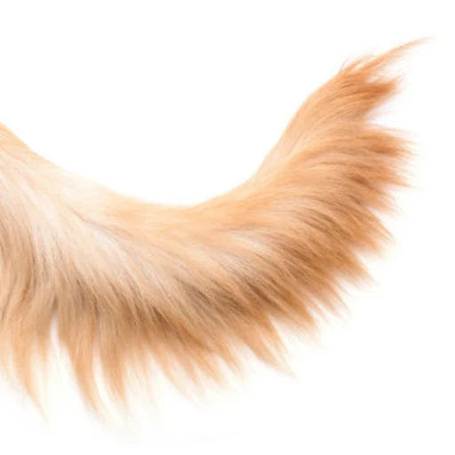 tail didn't wag the dog logo