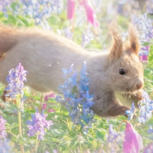 The Ezo Squirrel logo