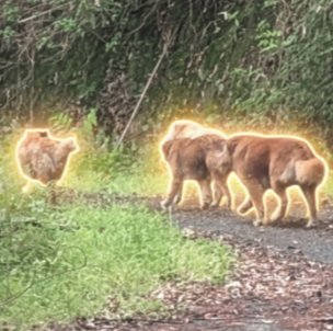 四匹の放浪者 logo