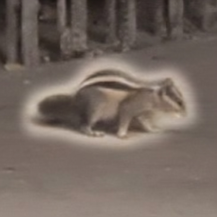 The Rogue Squirrel logo